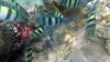Filename=zebra3.jpg
Filesize=499KB
Dimensions=1920x1080
Date added=Sep 09, 2019 zebra3.jpg